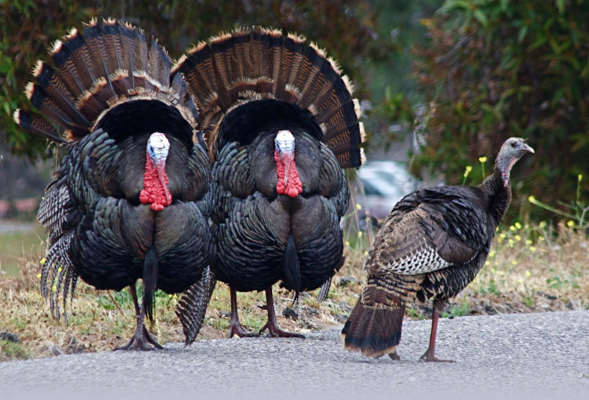 Happy Thanksgiving Day